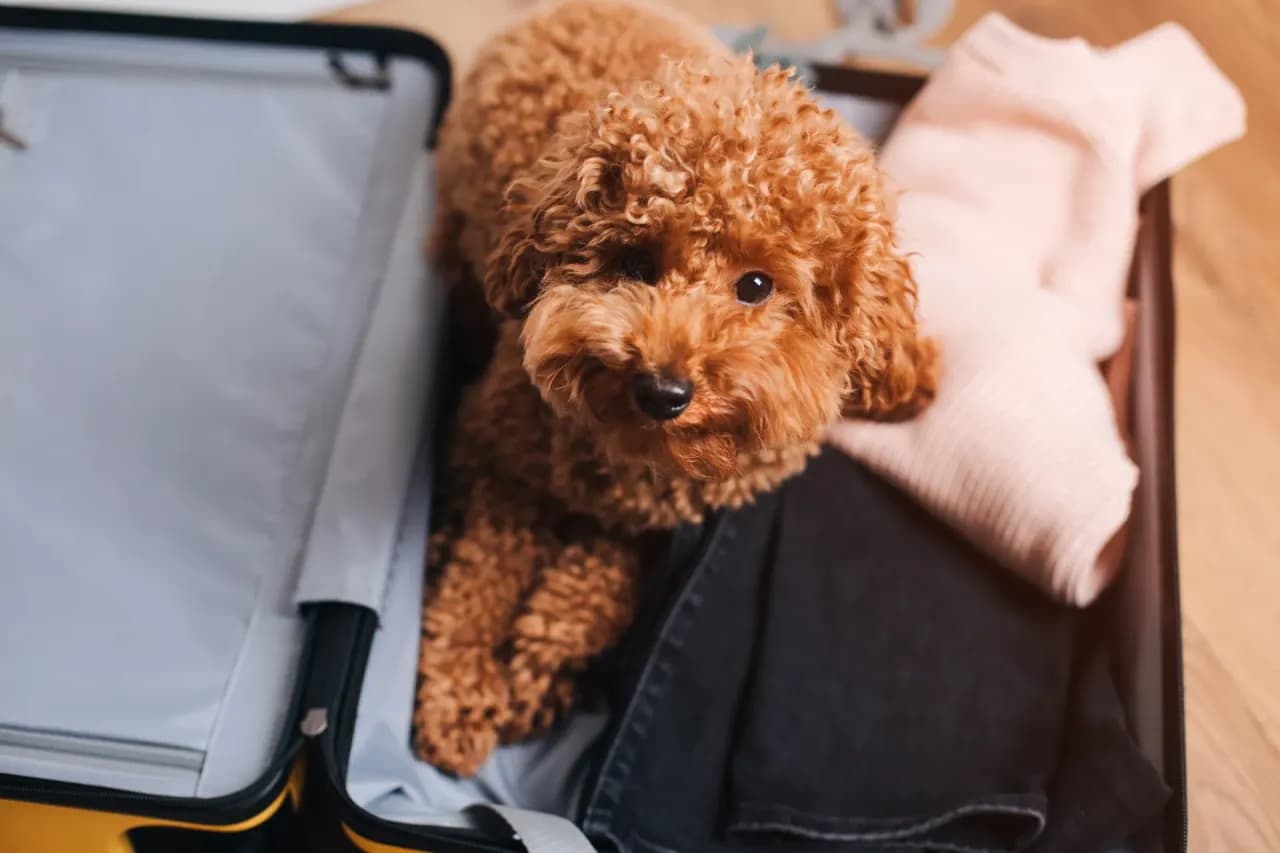 Paszport dla psa ile ważny? Odkryj, jak utrzymać jego ważność