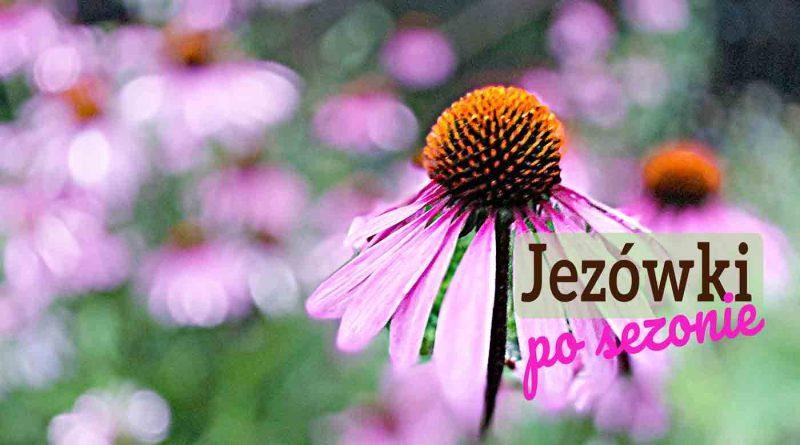 Jeżówki